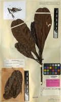 Syntype of Campnosperma wallichii King [family ANACARDIACEAE]