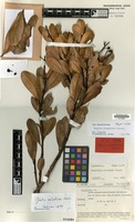 Holotype of Mangifera blommesteinii Kosterm. [family ANACARDIACEAE]