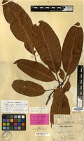 Type of Mangifera laurina Blume var. bembem Blume [family ANACARDIACEAE]