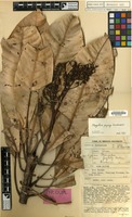 Isotype of Mangifera pajang Kosterm. [family ANACARDIACEAE]