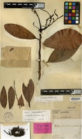 Isolectotype of Mangifera spathulaefolia Blume [family ANACARDIACEAE]