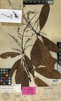 Isolectotype of Mangifera similis Blume [family ANACARDIACEAE]