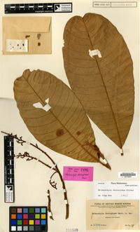 Isotype of Melanochyla ferruginea Merr. [family ANACARDIACEAE]