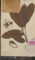 Type of Dacryodes elmeri H.J.Lam [family BURSERACEAE]