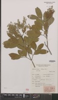 Isotype of Flindersia brassii T.G.Hartley & B.Hyland [family RUTACEAE]