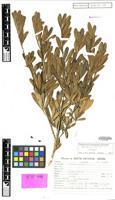 Isotype of Raulinoa echinata R.S.Cowan [family RUTACEAE]