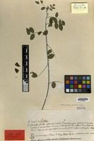 Type of Indigofera scabra Roth [family LEGUMINOSAE-PAP.]