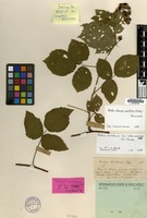 Lectotype of Rubus arrhenii Lange [family ROSACEAE]
