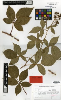 Isotype of Rubus galeatus H.E.Weber [family ROSACEAE]