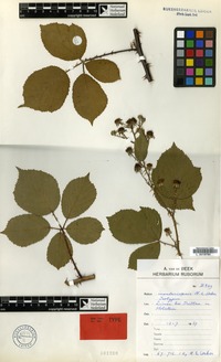 Isotype of Rubus insulariopsis H.E.Weber [family ROSACEAE]