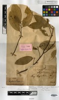 Type of Tetranthera chartacea Wall. [family LAURACEAE]