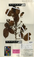 Type of Litsea versteeghii C.K.Allen [family LAURACEAE]
