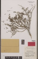 Isotype of Suaeda arbusculoides L.S.Sm. [family CHENOPODIACEAE]