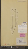 Isotype of Kyllinga albescens Steud. [family CYPERACEAE]