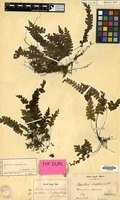 Isotype of Adiantum diaphanum Blume [family PTERIDOPHYTA]