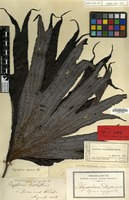 Type of Dipteris conjugata Reinw. [family PTERIDOPHYTA]