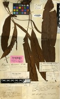Type of Acrostichum callaefolium Blume [family PTERIDOPHYTA]