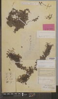 Type of Lemmaphyllum microphyllum C.Presl [family PTERIDOPHYTA]