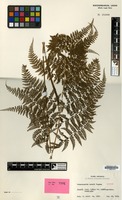 Isotype of Monachosorum arakii Tagawa [family PTERIDOPHYTA]