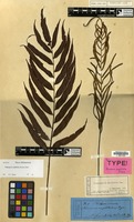 Syntype of Lomaria euphlebia Kunze [family BLECHNACEAE]