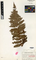 Isotype of Polystichum pseudomakinoi Tagawa var. ambiguum Tagawa [family PTERIDOPHYTA]