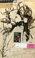 Type of Niphobolus elongatus Blume [family PTERIDOPHYTA]