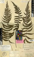 Syntype of Aspidium gracilescens Blume [family DRYOPTERIDACEAE]