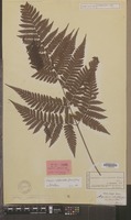 Syntype of Aspidium subtripinnatum Miq. [family DRYOPTERIDACEAE]