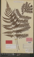 Syntype of Aspidium cystolepidotum Miq. [family DRYOPTERIDACEAE]