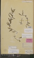 Type of Polypodium buergerianum Miq. [family PTERIDOPHYTA]