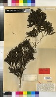 Type of Pavetta lanceolata Eckl. [family RUBIACEAE]