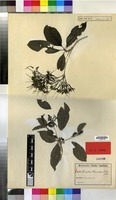 Isotype of Pavetta warnekei K.Schum. [family RUBIACEAE]