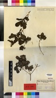 Isotype of Pavetta catophylla K.Schum. [family RUBIACEAE]
