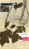 Syntype of Otonychium imbricatum Blume [family SAPINDACEAE]