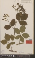 Holotype of Rubus campaniensis Winkel ex A.Beek [family ROSACEAE]