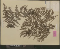 Syntype of Aspidium nodosum Blume [family DRYOPTERIDACEAE]