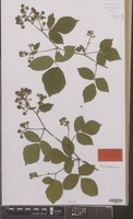 Holotype of Rubus campaniensis Winkel ex A.Beek [family ROSACEAE]