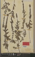 Lectotype of Lythrum virgatum L. var. comosum [family LYTHRACEAE]