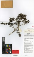 Isotype of Coprosma elegans Utteridge [family RUBIACEAE]