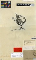 Isotype of Trichomanes asplenioides C.Presl [family PTERIDOPHYTA]
