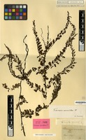 Type of Trichomanes auriculatum Blume [family PTERIDOPHYTA]