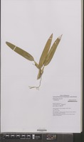 Type of Bulbophyllum stenurum J.J.Verm. & P.O'Byrne [family ORCHIDACEAE]