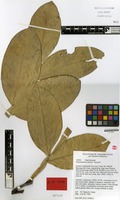 Isotype of Rhysotoechia etmanii W.N.Takeuchi [family SAPINDACEAE]