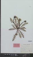 Isotype of Taraxacum nitidum Hagend., Soest & Zevenb. [family COMPOSITAE]
