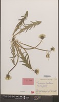 Isotype of Taraxacum atonolobum Hagend., Soest & Zevenb. [family COMPOSITAE]