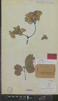 Isotype of Cordia morelosana Standl. [family BORAGINACEAE]