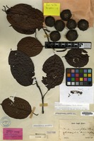 Lectotype of Anthocephalus morindifolius Korth. [family RUBIACEAE]
