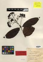 Type of Ixora imitans Bremek. [family RUBIACEAE]