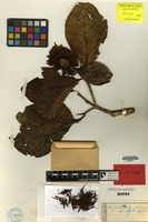 Type of Neonauclea acuminata Ridsdale [family RUBIACEAE]