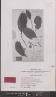 Holotype of Neonauclea unicapitulifera Ridsdale [family RUBIACEAE]